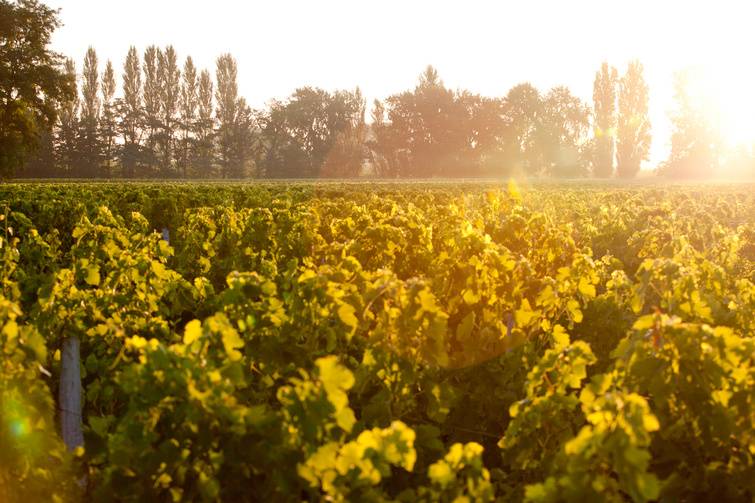 Bordeaux vineyards at sunset
